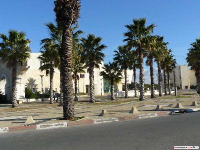 Пальмы города Ор-Акива, Израиль.