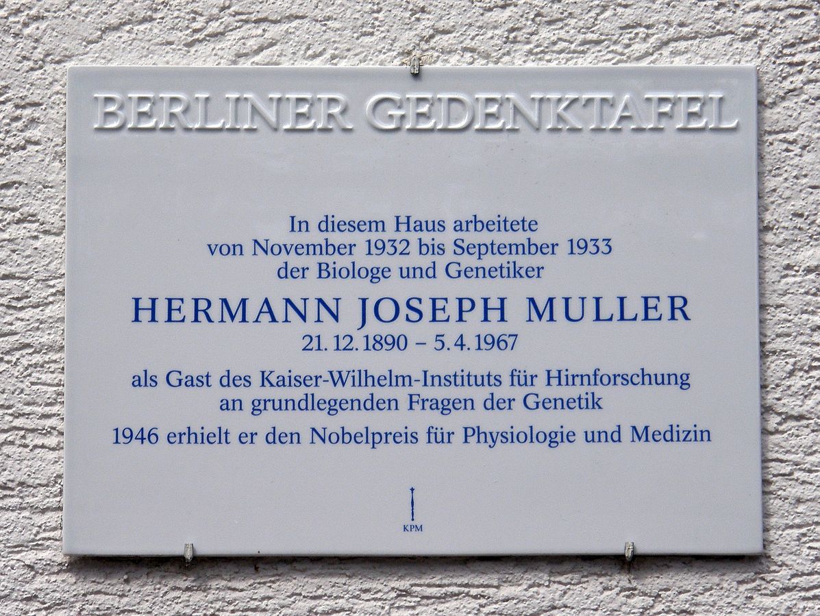 Мемориальная доска в честь Германа Джозефа Мюллера.